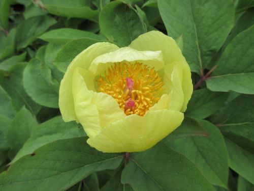 Paeonia daurica ssp. mlokosewitschii (Molly the Witch) - 1 litre pot