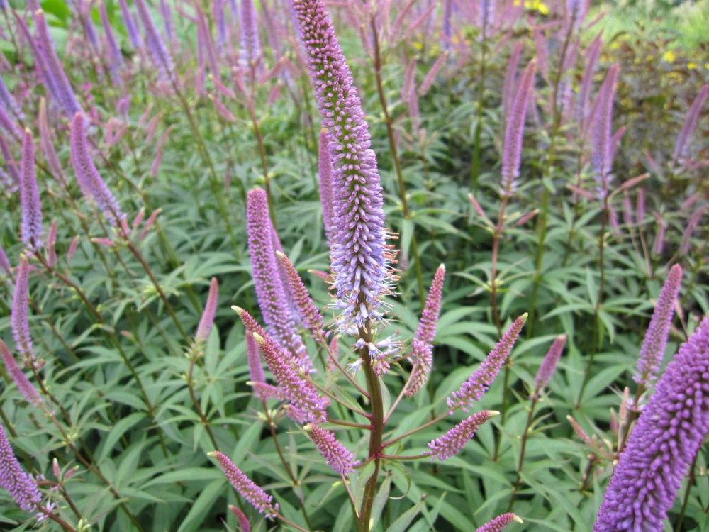 Veronicastrum virginicum Fascination - 2 litre pot