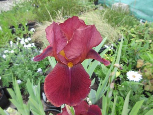 Iris Quechee (Tall Bearded) - 3 litre pot