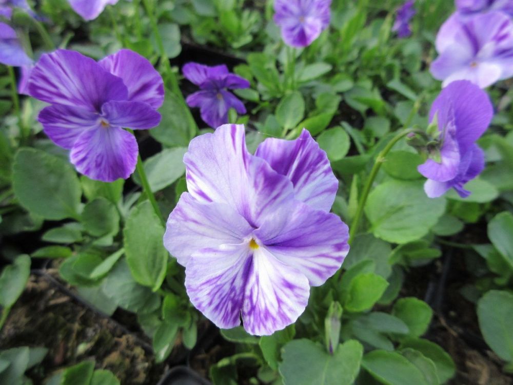 Viola Elaine Quin - 9cm pot