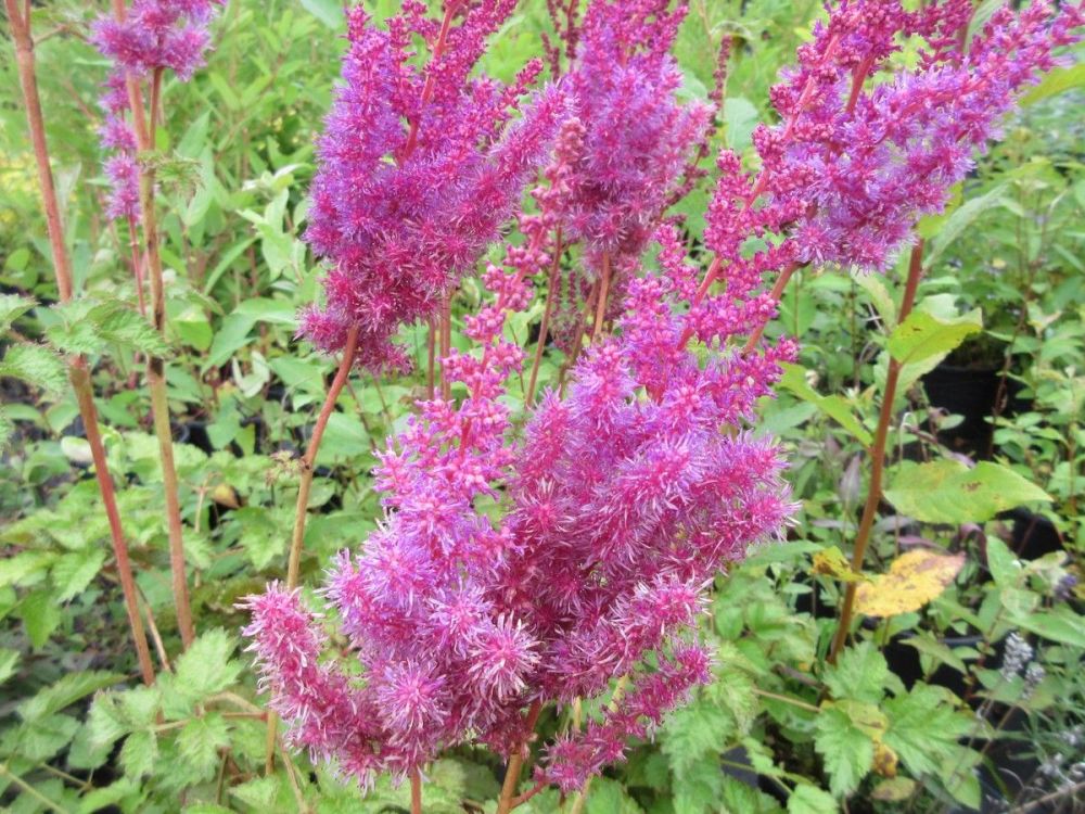 Astilbe chinensis var. taquetii Purpurlanze - 2 litre pot