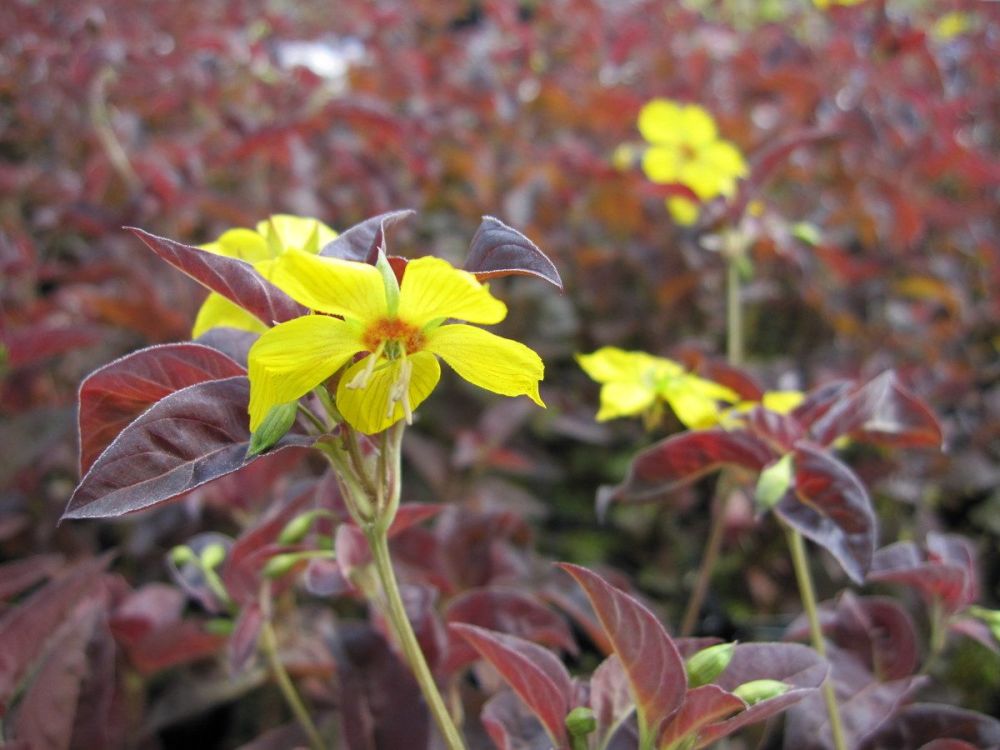 Lysimachia ciliata Firecracker - 2 litre pot