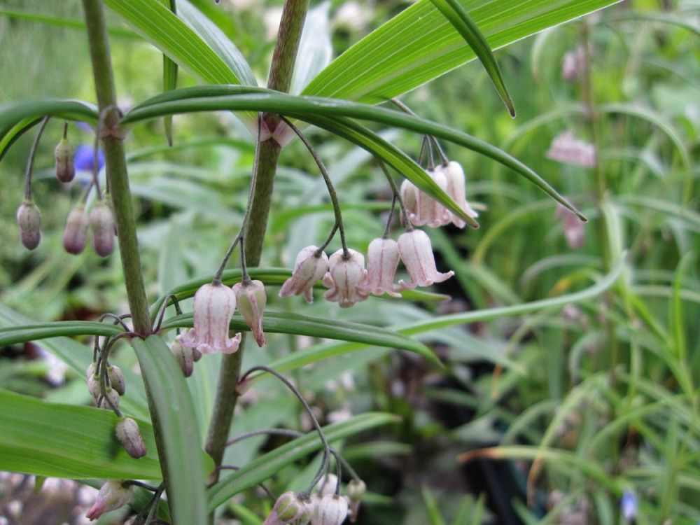 Polygonatum verticillatum Rubrum - 9cm pot