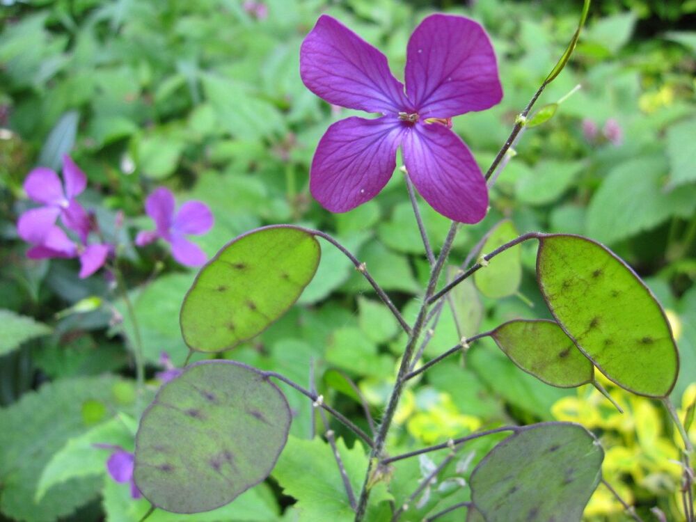 Lunaria annua - 9cm pot