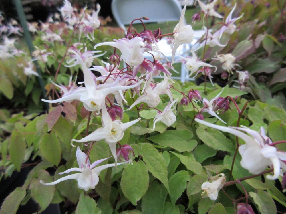 Epimedium grandiflorum - 2 litre pot