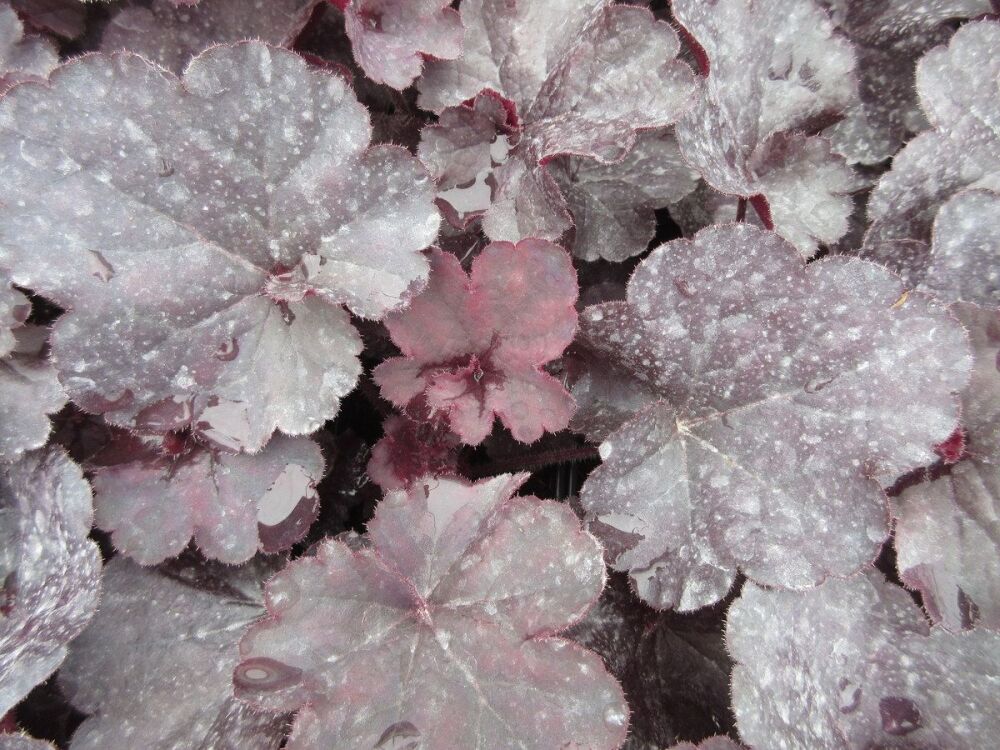 Heuchera Black Forest Cake - 9cm pot