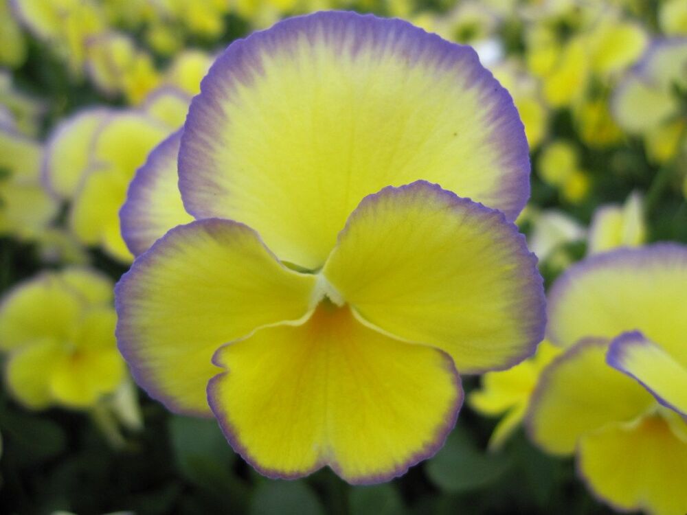 Viola Etain - 9cm pot