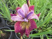 Iris sibirica Miss Apple - 2 litre pot