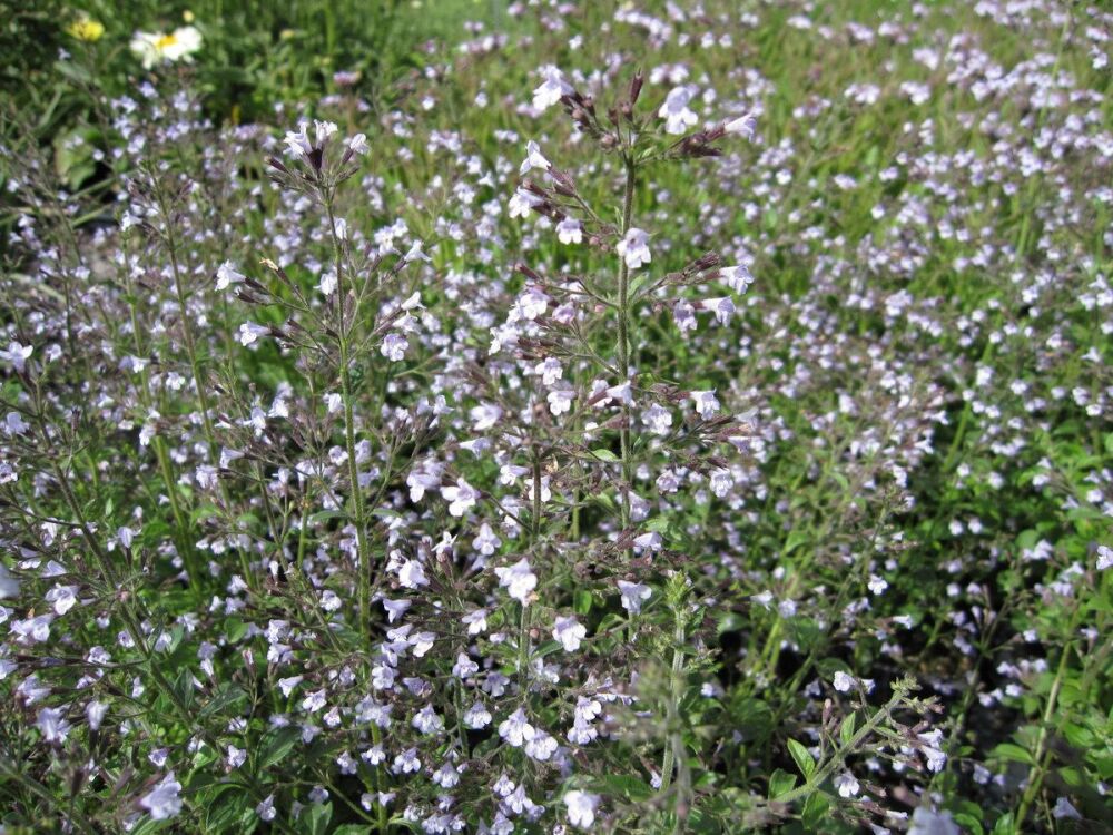 Calamintha nepeta ssp. nepeta Blue Cloud - 9cm pot