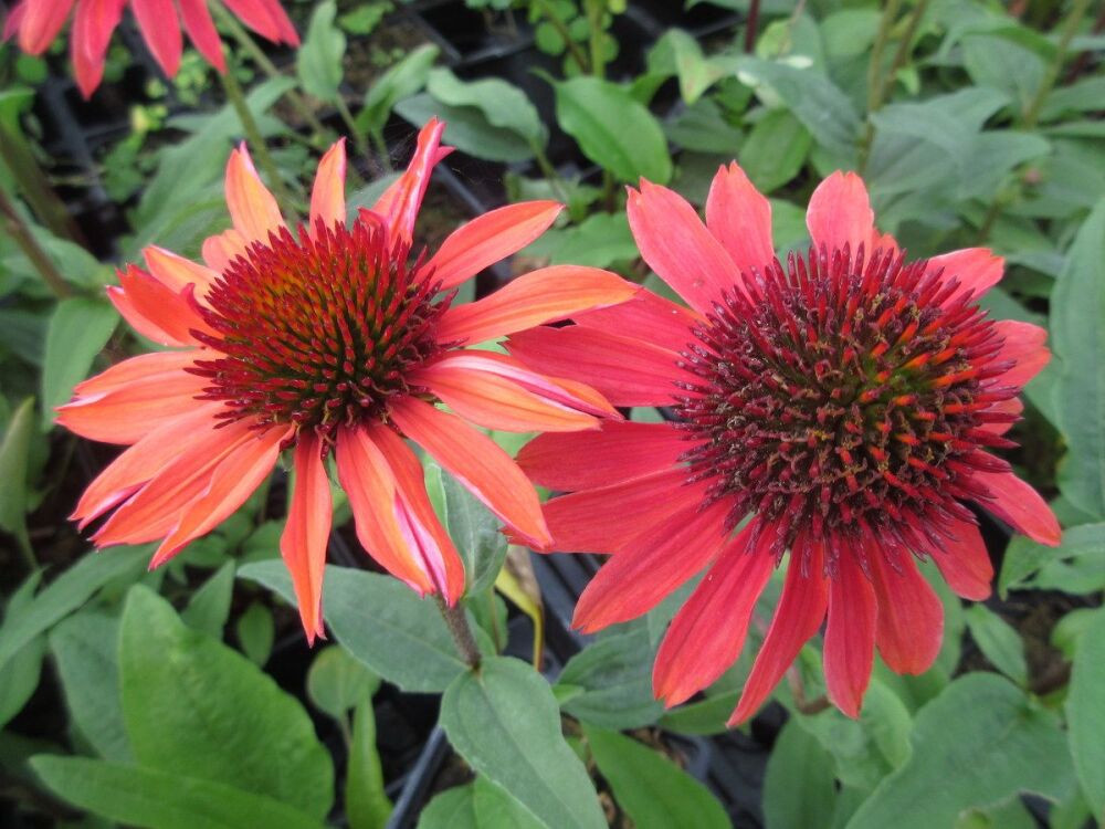 Echinacea Hot Summer - 9cm pot