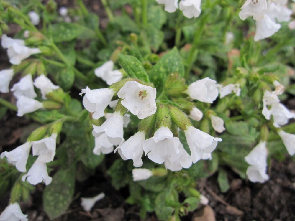 Pulmonaria Sissinghurst White - 9cm pot