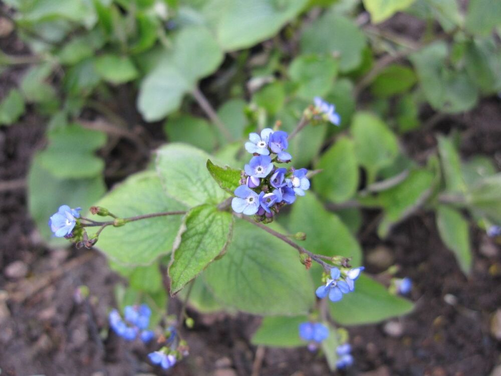 Brunnera macrophylla - 9cm pot
