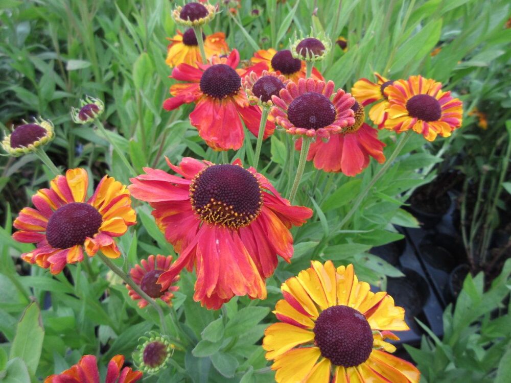 Helenium Sahin's Early Flowerer - 9cm pot