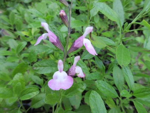 Salvia microphylla Anduus - 2 litre pot