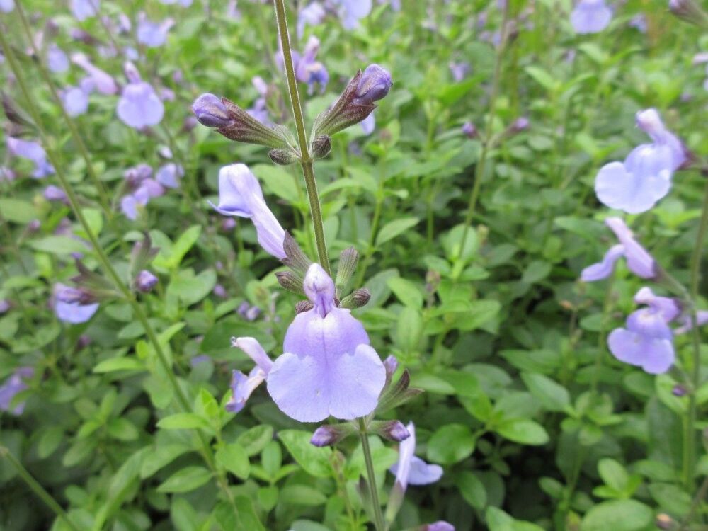 Salvia microphylla Delice Aquamarine - 2 litre pot