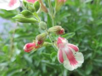 Salvia x jamensis Belle de Loire - 2 litre pot