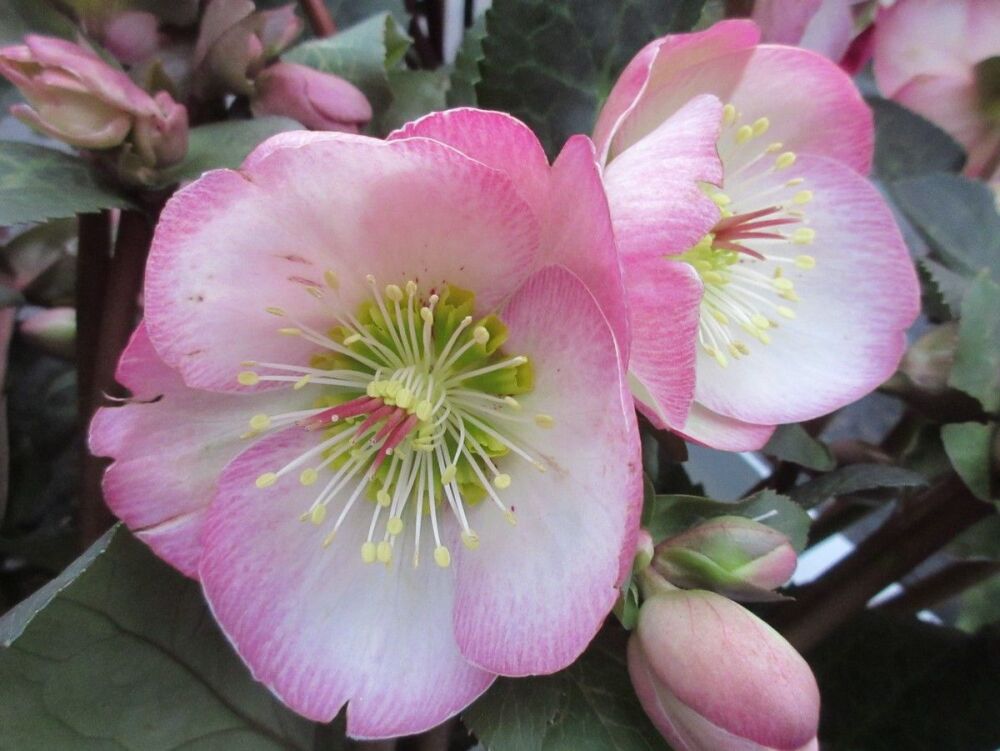 Helleborus Penny's Pink (Frostkiss Series) - 3 litre pot