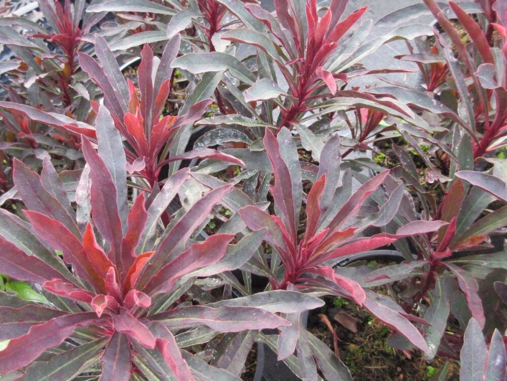 Euphorbia Miner's Merlot - 2 litre pot
