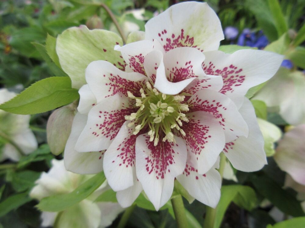 Helleborus x hybridus Double Ellen White Spotted - 9cm pot