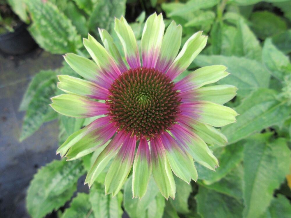 Echinacea purpurea Prairie Blaze Vintage Lime - 2 litre pot