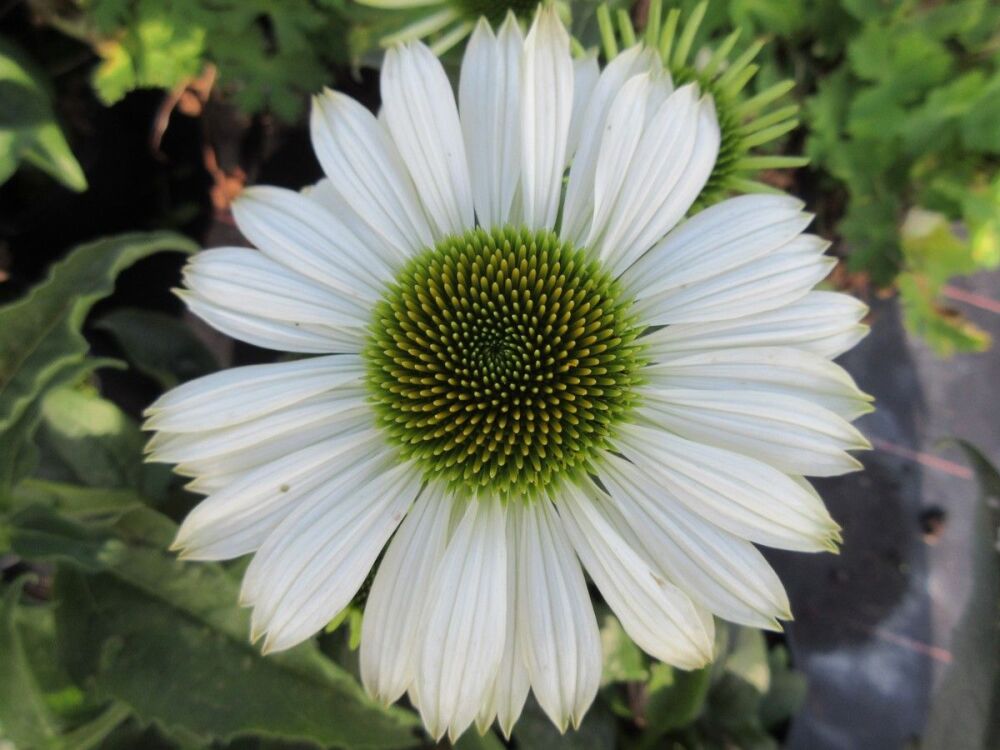 Echinacea purpurea Prairie Splendor Compact White - 2 litre pot