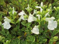 Salvia greggii Mirage White - 2 litre pot