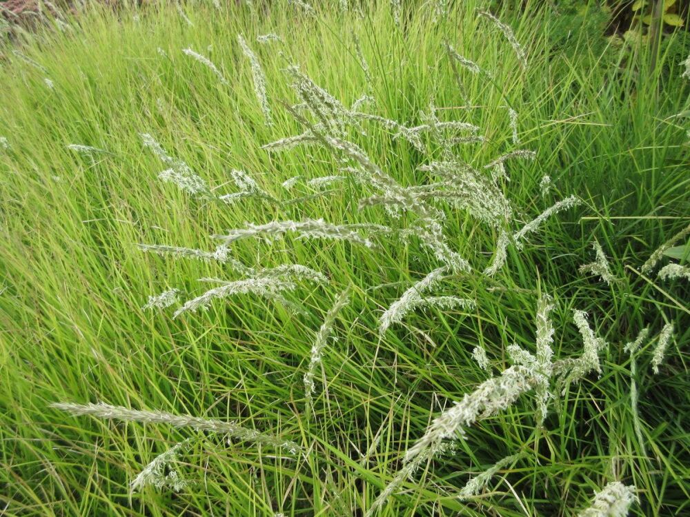 Sesleria autumnalis - 9cm pot