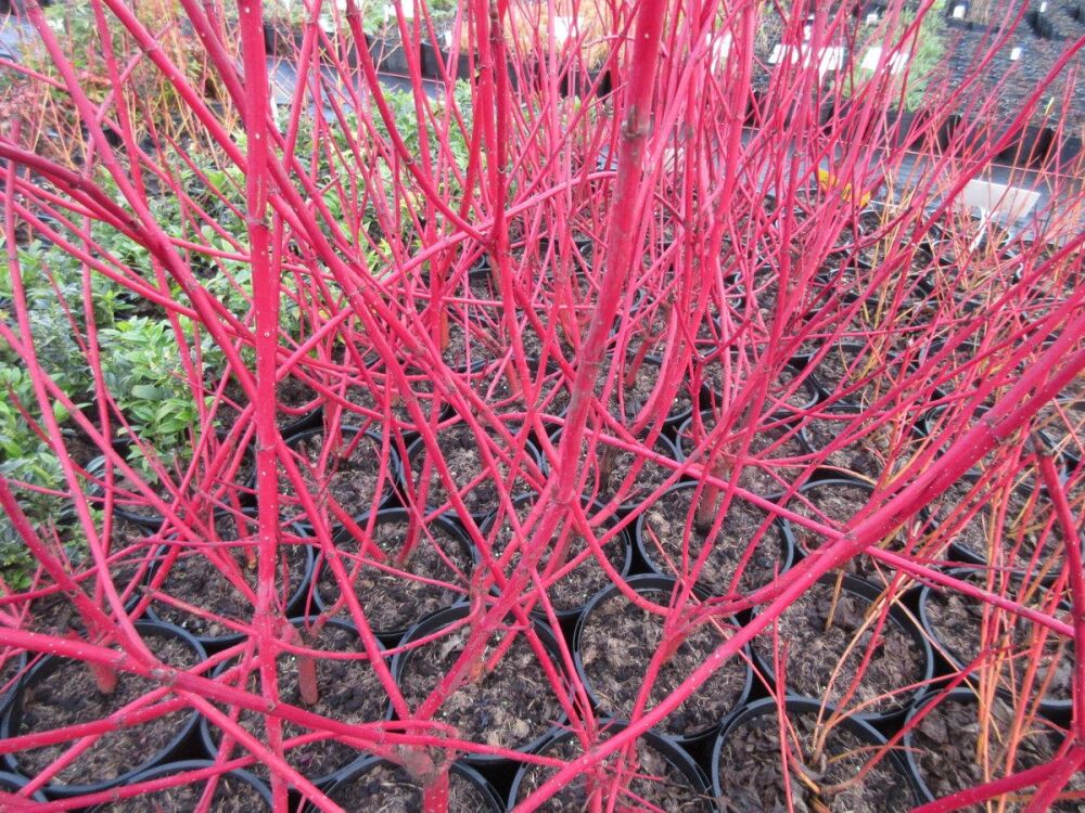Cornus alba Sibirica - 3 litre pot