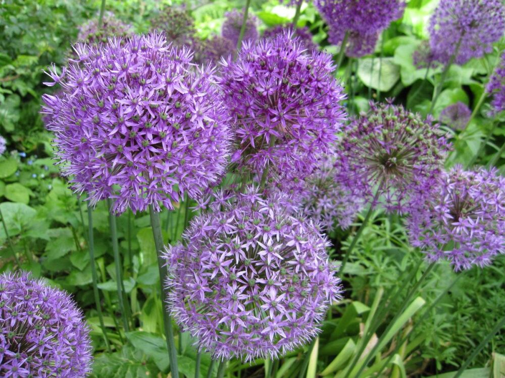 Allium hollandicum Purple Sensation - 9cm pot
