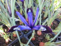 Iris reticulata Blue Note - 9cm pot