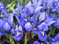 Iris reticulata Harmony - 9cm pot