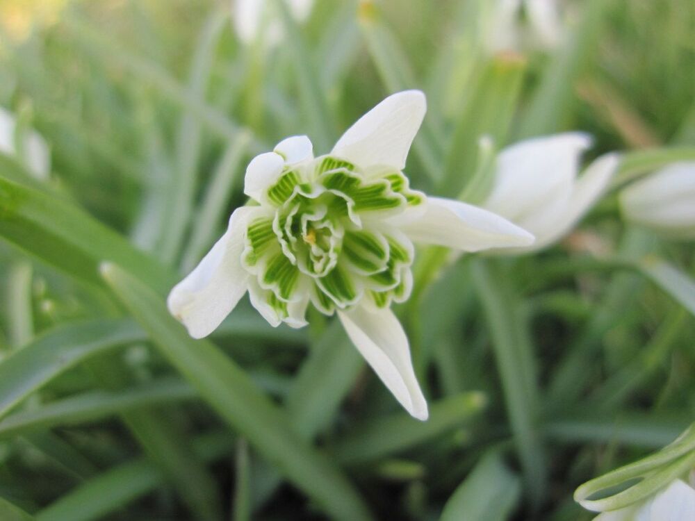 Galanthus nivalis f. pleniflorus Flore Pleno - 9cm pot