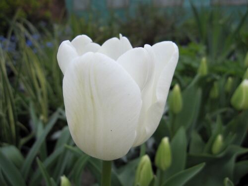 Tulipa White Dream - 2 litre pot