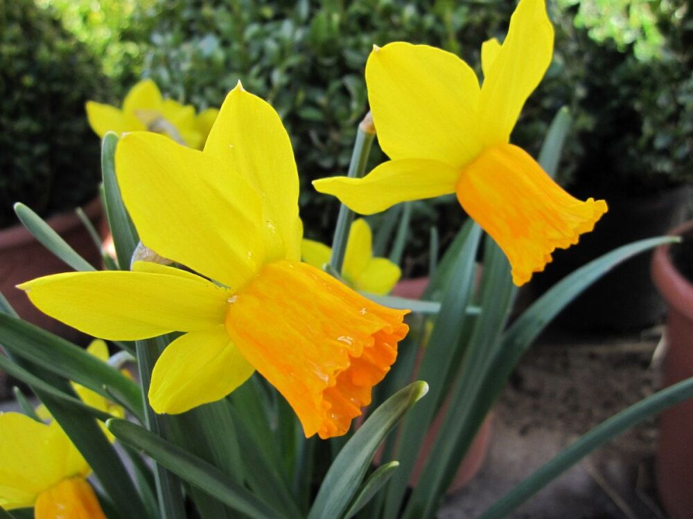 Narcissus Jetfire - 9cm pot