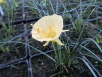Narcissus romieuxii Julia Jane - 9cm pot
