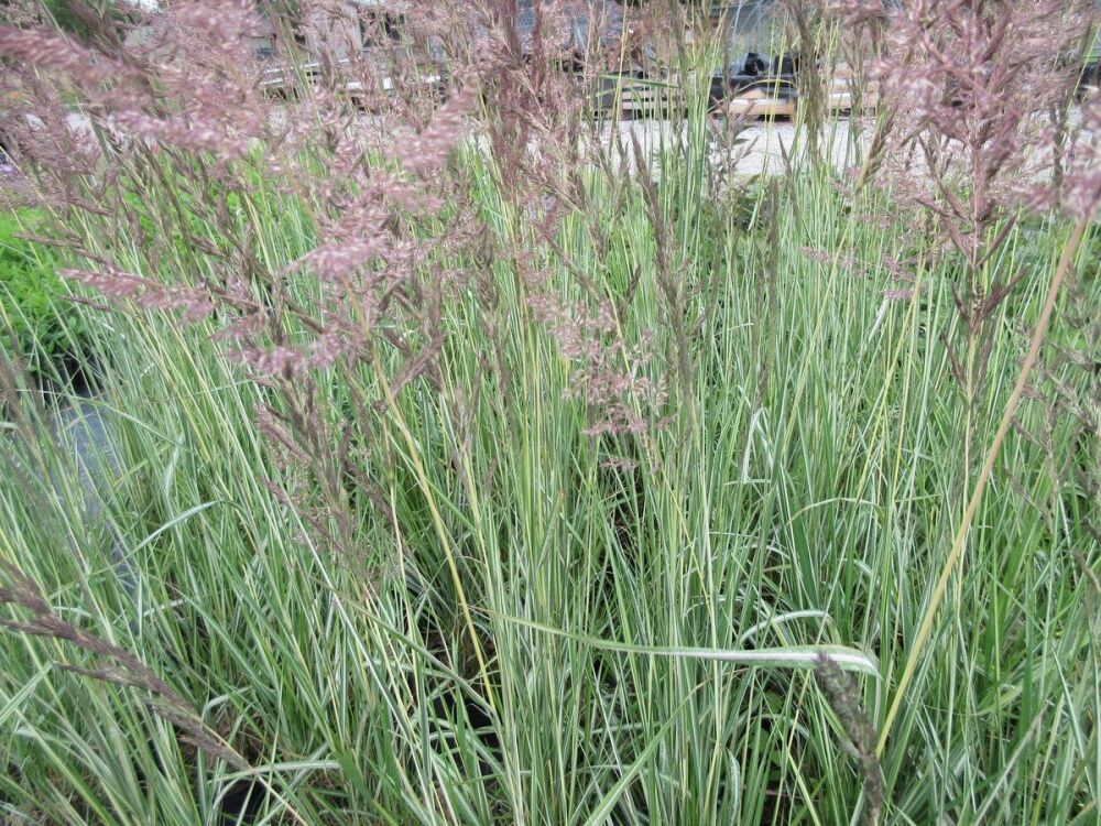 Calamagrostis x acutiflora Avalanche - 2 litre pot