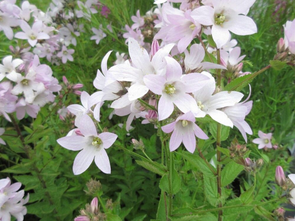 Campanula lactiflora Loddon Anna - 9cm pot