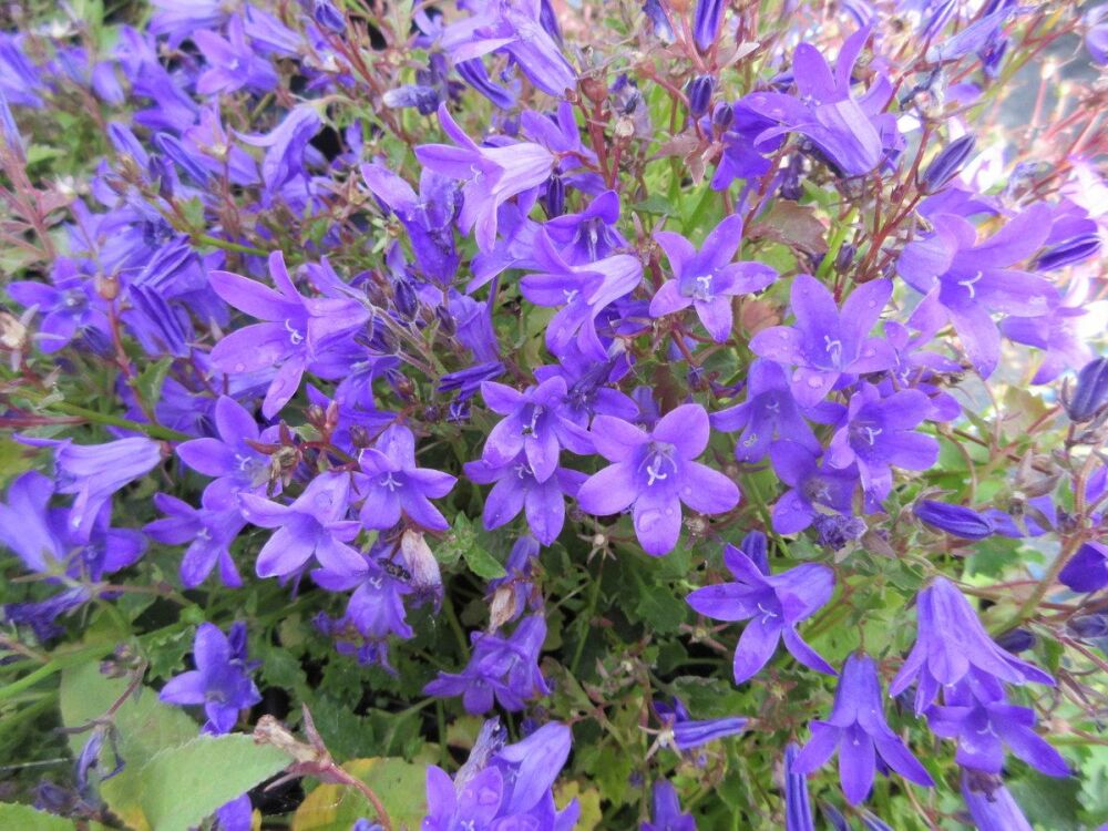 Campanula portenschlagiana Clockwise Deep Blue - 9cm pot