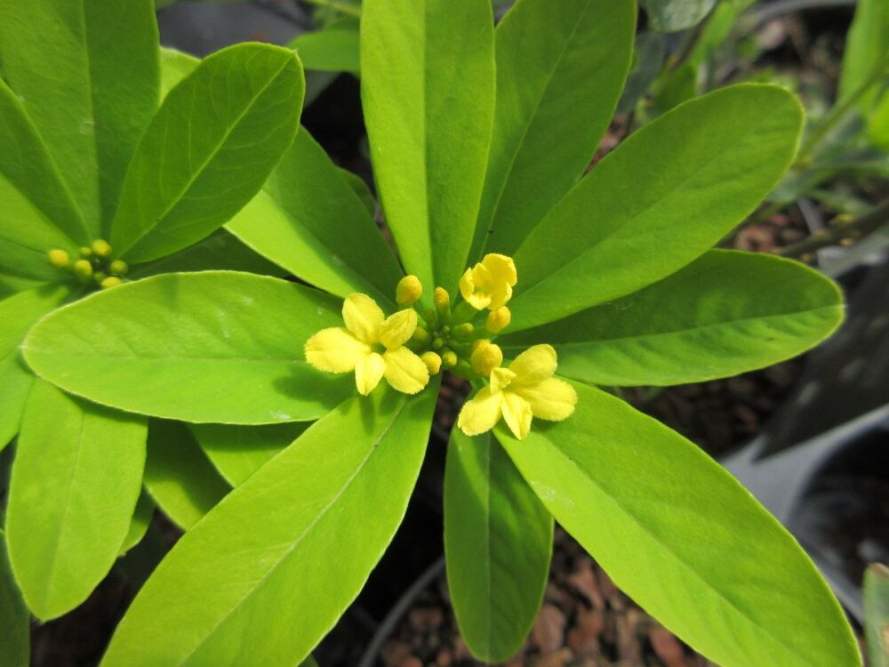 Daphne gemmata Royal Crown - 2 litre pot