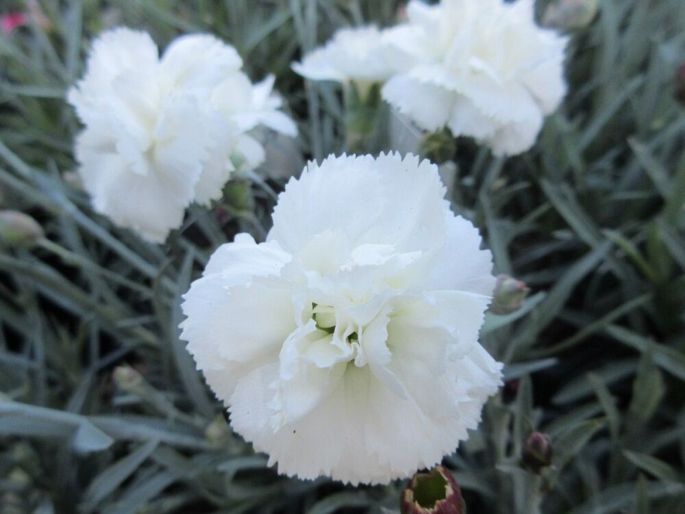 Dianthus Arctic Star - 9cm pot