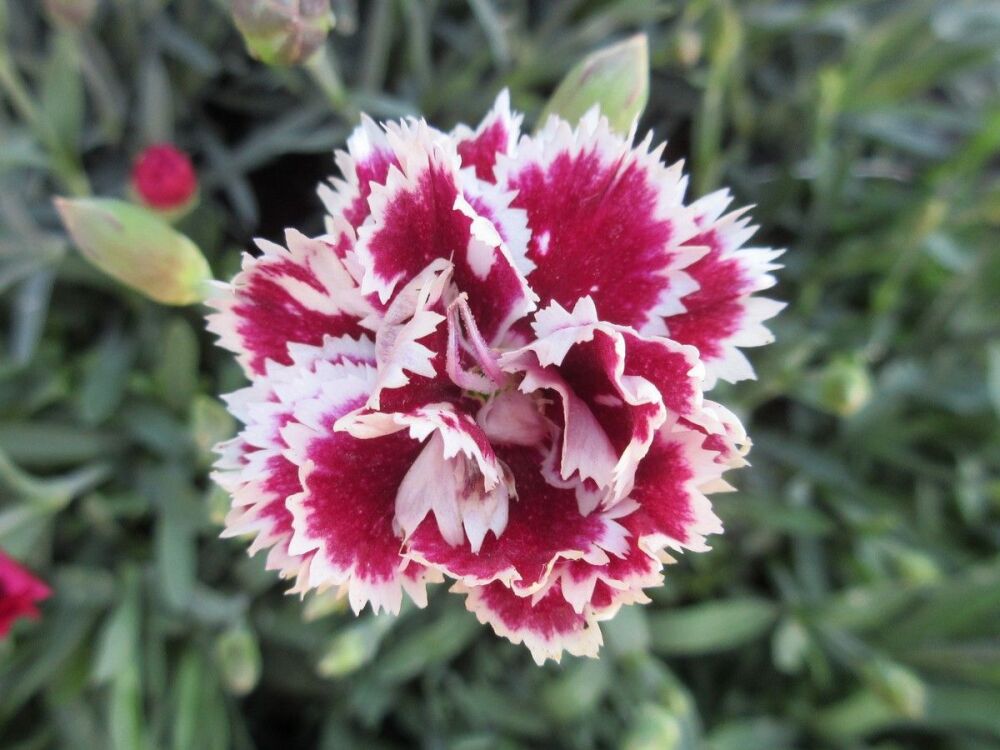 Dianthus Mendlesham Minx - 9cm pot