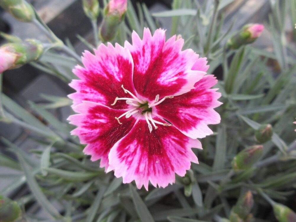 Dianthus Supernova - 9cm pot