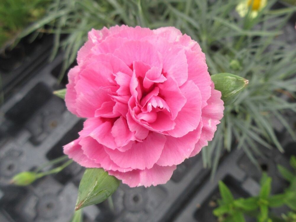 Dianthus Valda Wyatt - 9cm pot