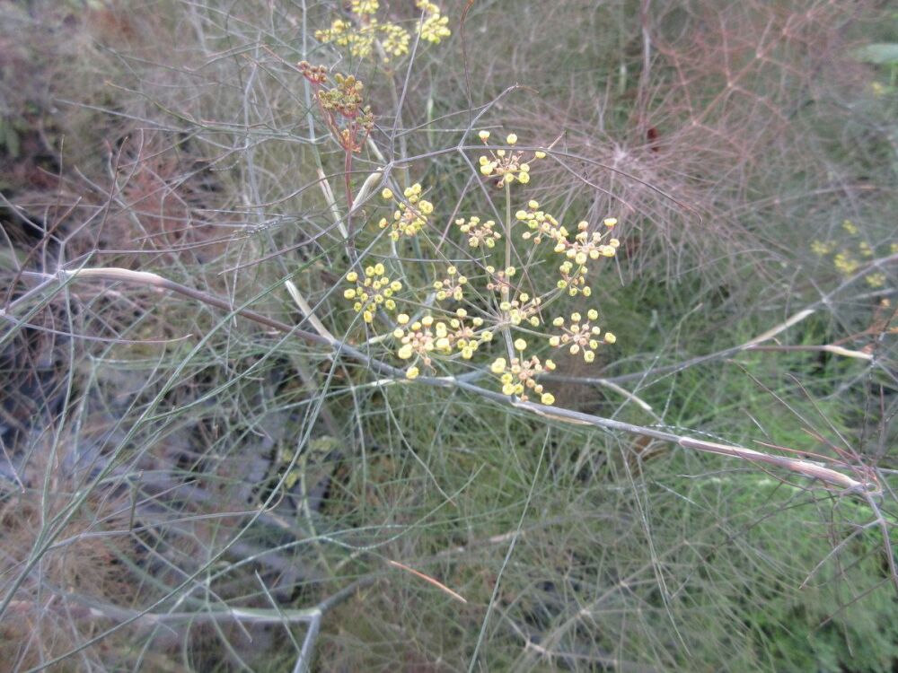 Fennel, Giant Bronze - 9cm pot