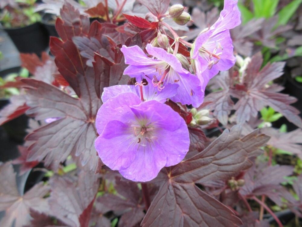 Geranium maculatum Stormy Night - 2 litre pot