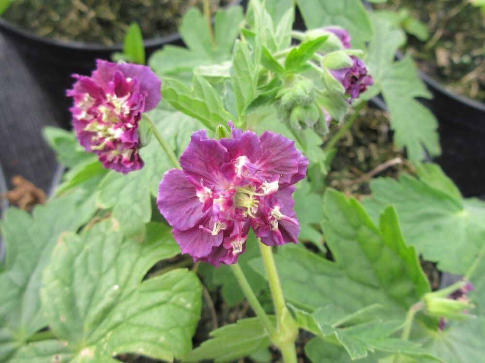 Geranium phaeum Joseph Green - 2 litre pot