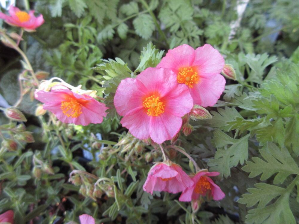 Helianthemum Lawrenson's Pink - 9cm pot