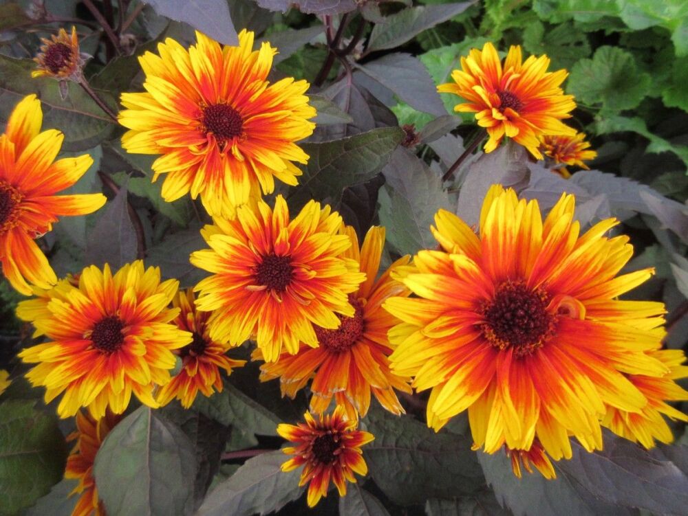 Heliopsis helianthoides var. scabra Funky Spinner - 2 litre pot