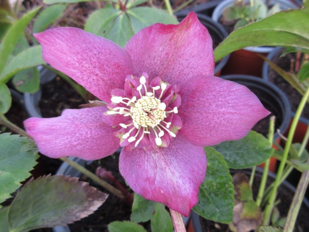 Helleborus x hybridus Pretty Ellen Red - 9cm pot