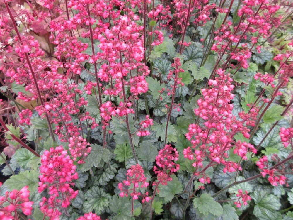 Heuchera Paris - 9cm pot